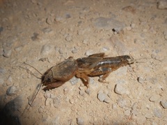 Gryllotalpa septemdecimchromosomica