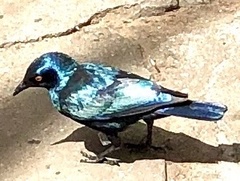 Lamprotornis nitens