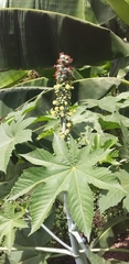 Ricinus