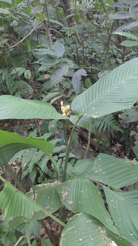 Goeppertia latifolia (Goeppertia latifolia)