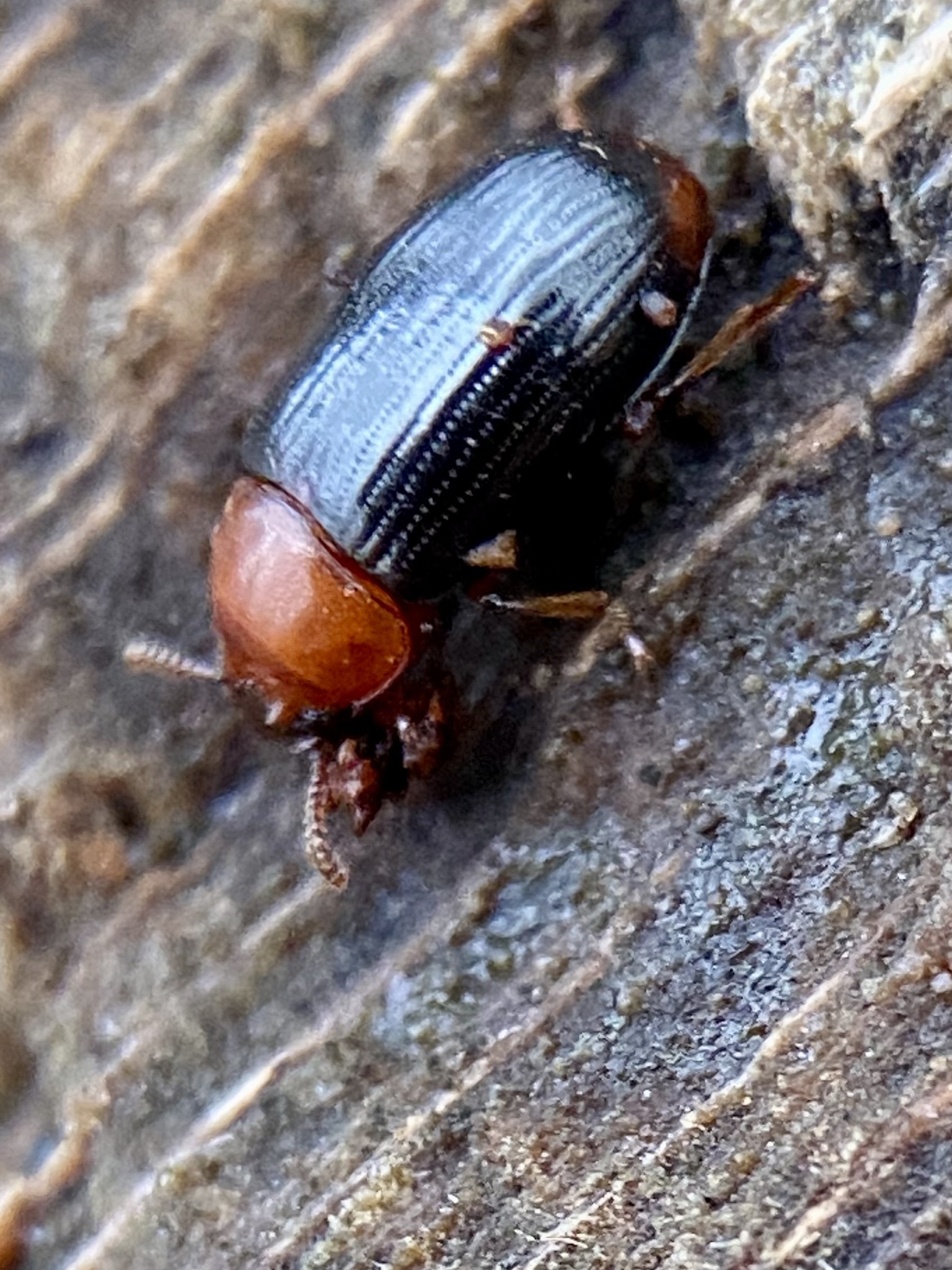 Neomida haemorrhoidalis