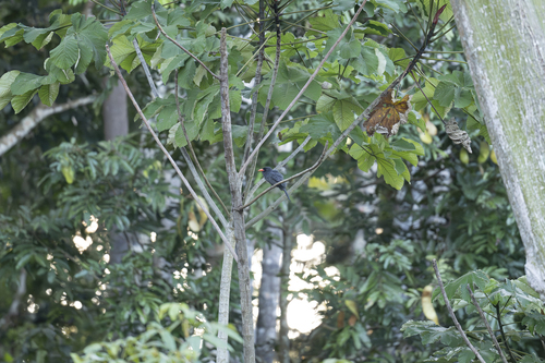 Black-fronted Nunbird (Monasa nigrifrons), photo 3