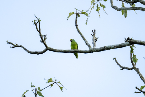 Tui Parakeet (Brotogeris sanctithomae)