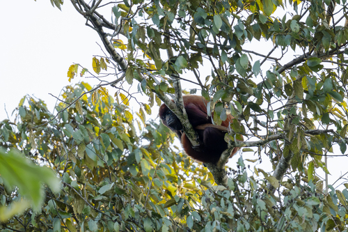 Juruá Red Howler