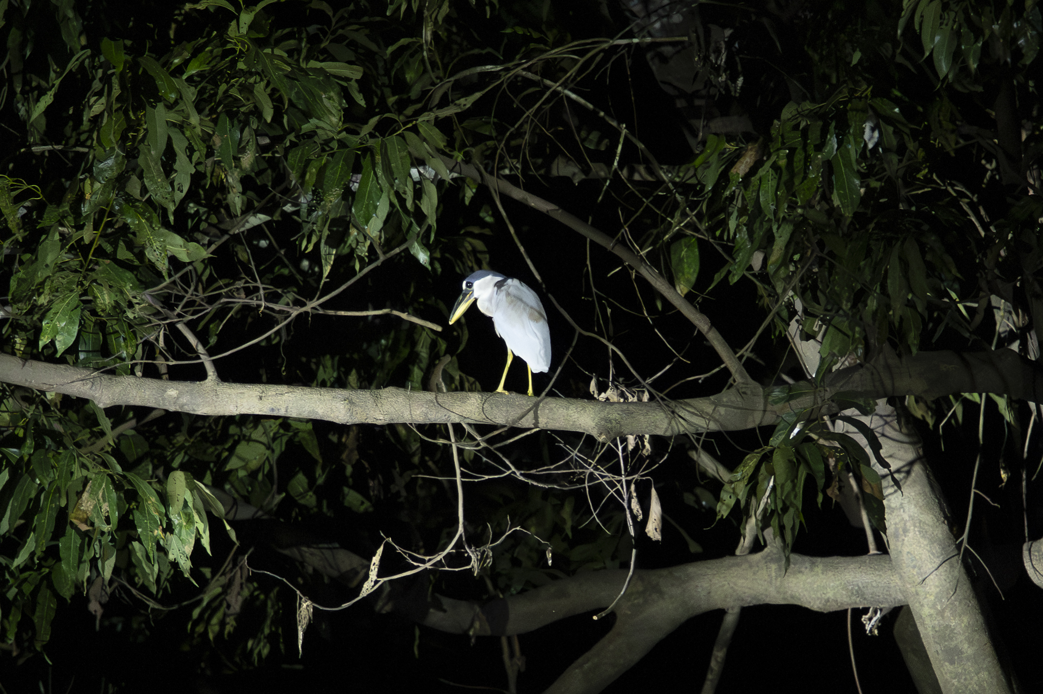 Boat-billed Heron (Cochlearius cochlearius), photo 10