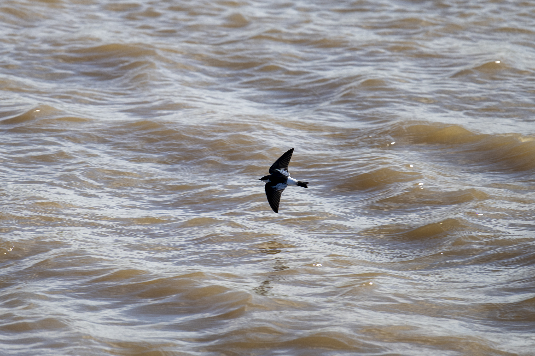 White-winged Swallow (Tachycineta albiventer), photo 9
