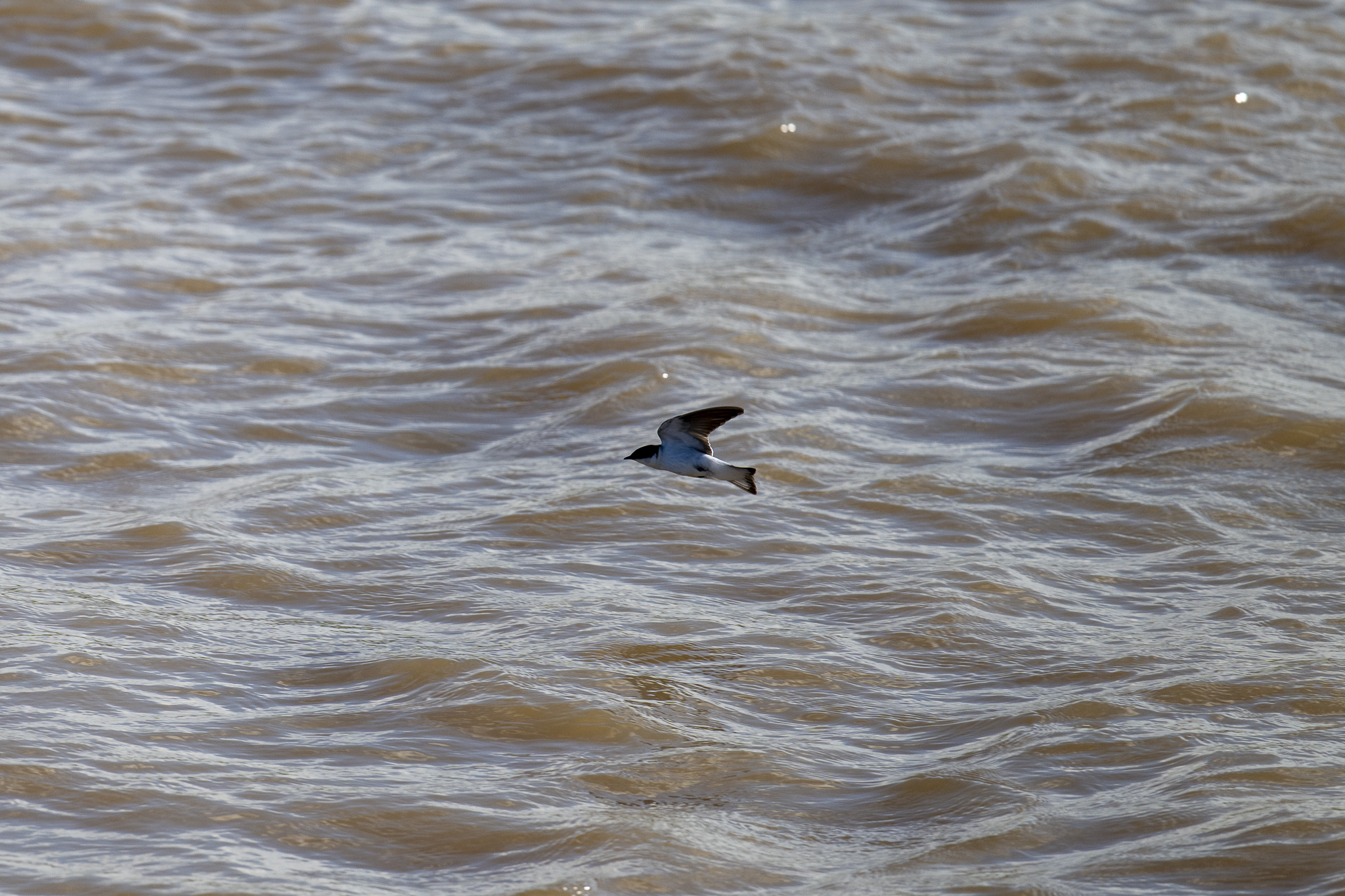 White-winged Swallow (Tachycineta albiventer), photo 10