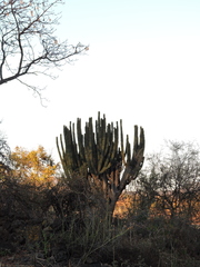 Stenocereus queretaroensis