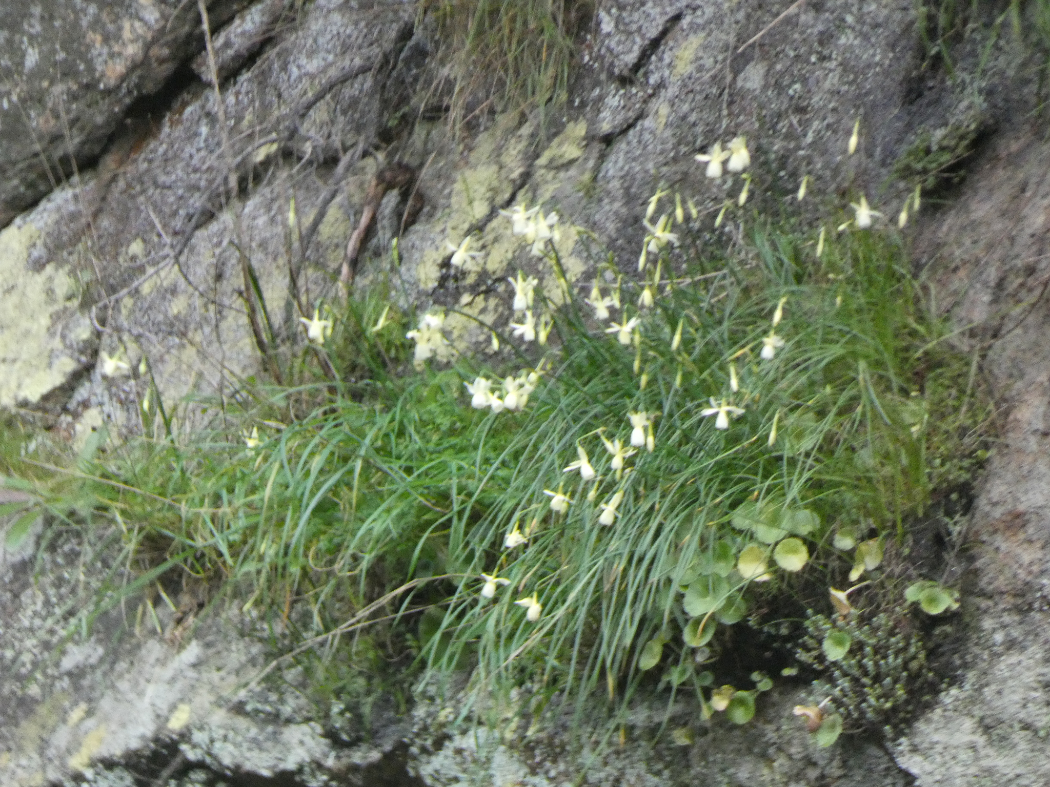 Narciso de los Pirineos