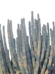 Stenocereus queretaroensis