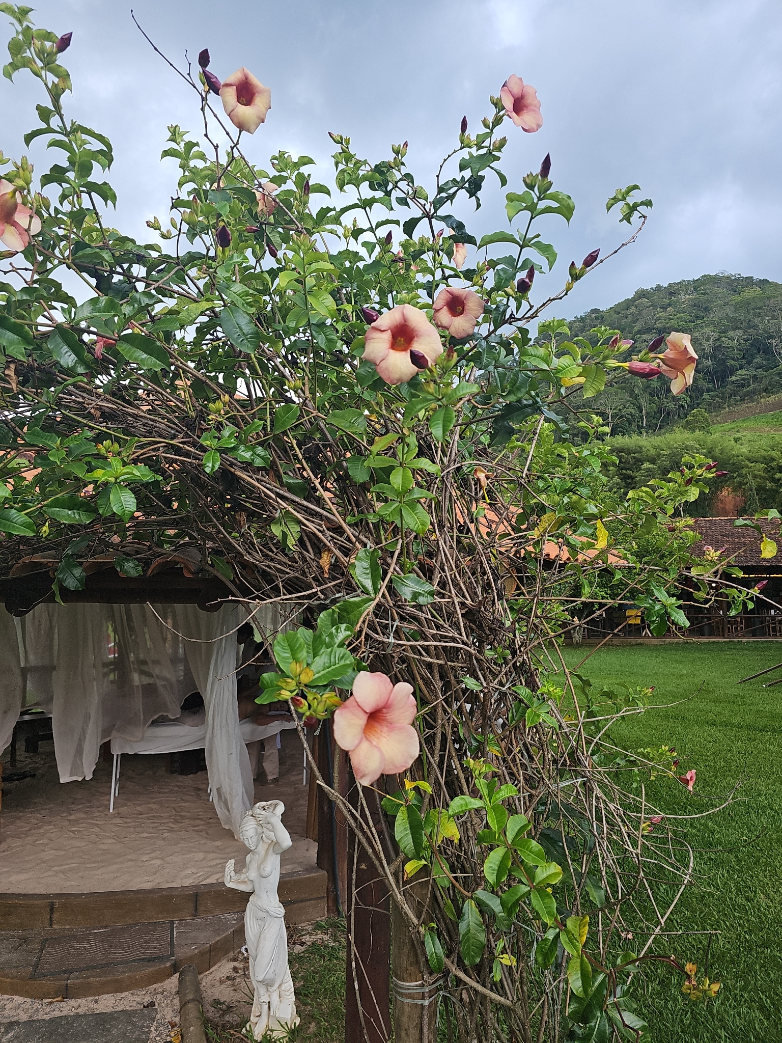 Allamanda blanchetii