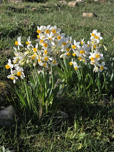 Narcissus tazetta tazetta
