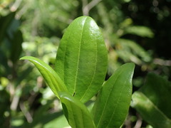 Sarcomphalus domingensis