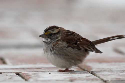 White-throated Sparrow photographed in Ohio
