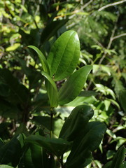 Sarcomphalus domingensis