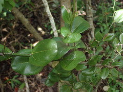 Sarcomphalus domingensis