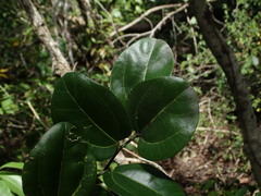 Sarcomphalus domingensis