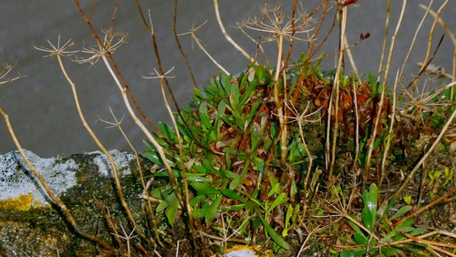 Rock Sea-lavender (Limonium binervosum)