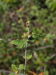 Croton betulinus