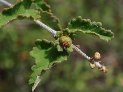 Croton betulinus