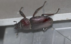 Cacostomus squamosus