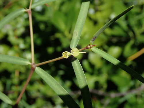 Image of Euphorbia articulata by (c) Daniel Cahen, some rights reserved (CC BY)