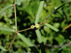 Euphorbia articulata