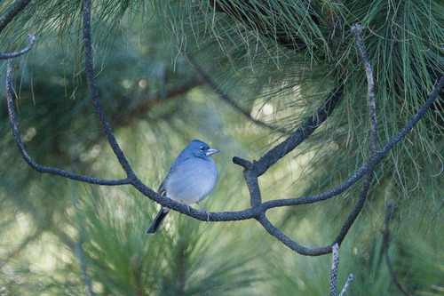 Pinzón azul de Tenerife (Fringilla teydea)