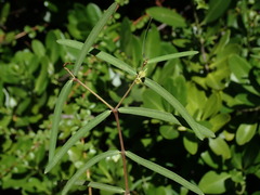 Euphorbia articulata