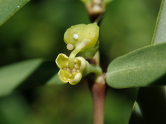 Euphorbia articulata