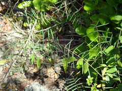 Euphorbia articulata