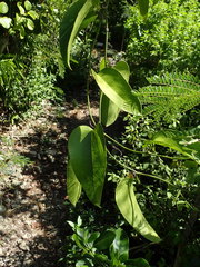Smilax coriacea