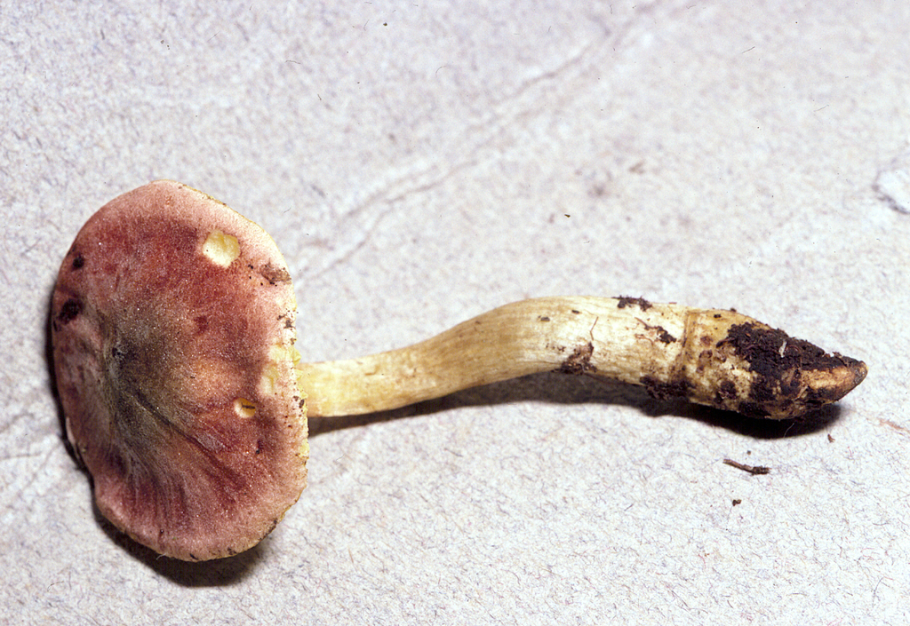 Boletochaete