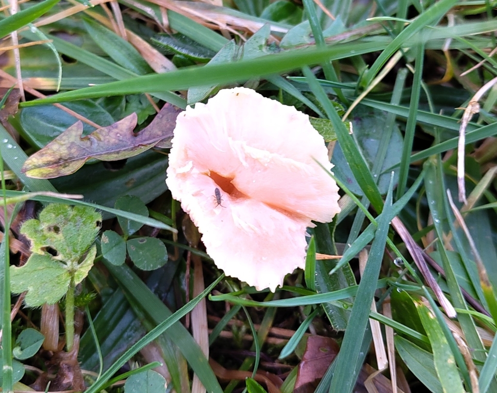 Cuphophyllus pratensis · January 2026 · photo: © stonescottages (iNaturalist, cc-by)
