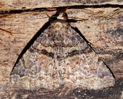 Metria bilineata