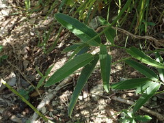 Smilax coriacea