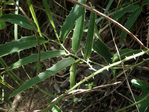 Everglades greenbrier (Smilax coriacea)