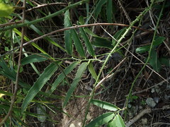 Smilax coriacea