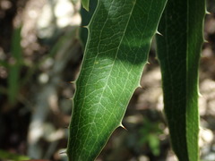 Smilax coriacea