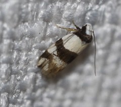 Zonopetala decisana