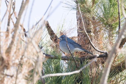 Pinzón azul de Tenerife (Fringilla teydea)