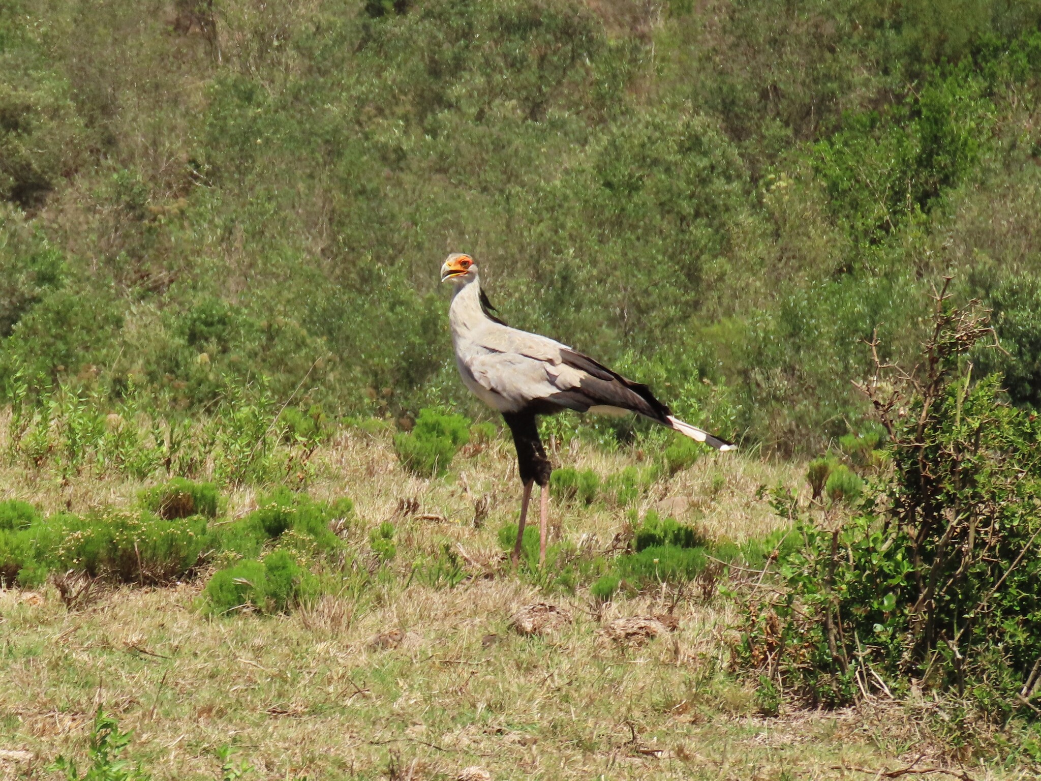 Secretarybird (Sagittarius serpentarius), photo 6