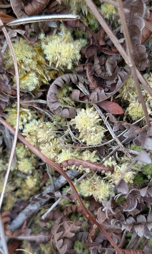 Pale Bog-moss (Sphagnum strictum)