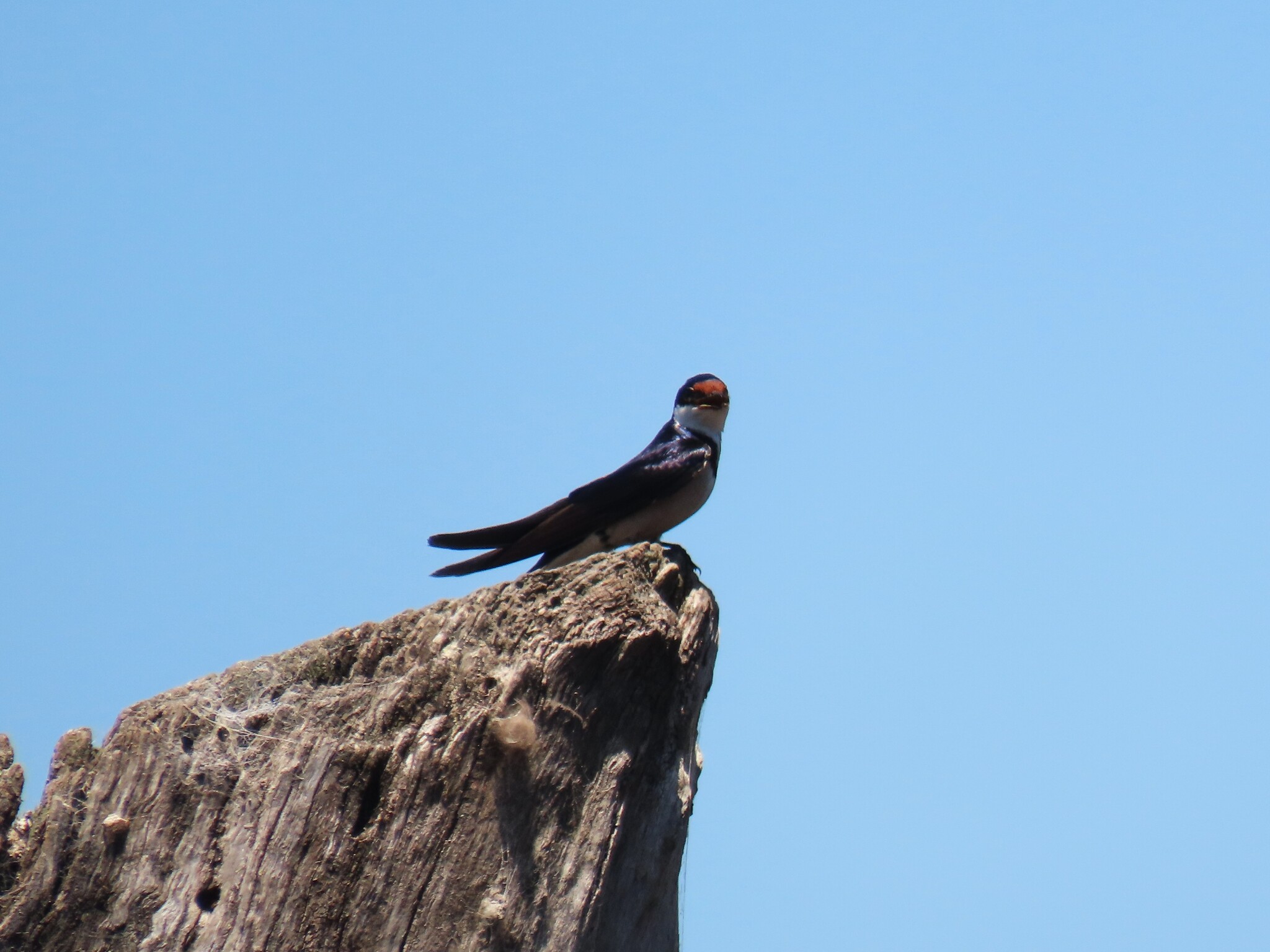 White-throated Swallow (Hirundo albigularis), photo 7