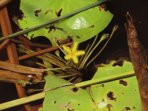 Nymphoides thunbergiana, photograph 6
