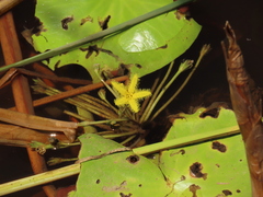 Nymphoides thunbergiana, photograph (c) Christiaan Viljoen, some rights reserved (CC BY)