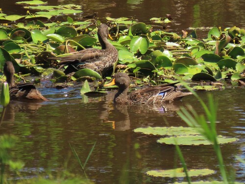Yellow-billed Duck (Anas undulata), photo 6