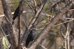 Melaenornis edolioides