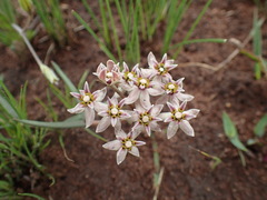 Asclepias flexuosa