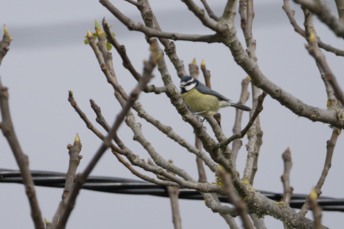 Herrerillo canario (Cyanistes teneriffae)